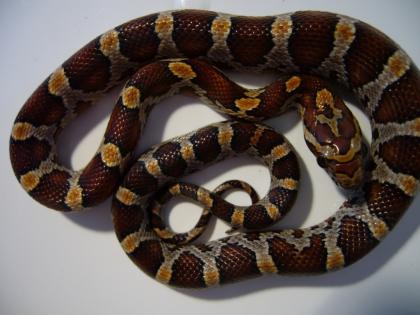Wildfabe Kornnattern DNZ 2022