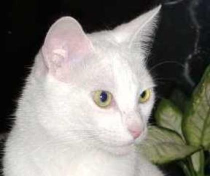 Tauber weißer Kater Felix verliert erneut sein Zuhause