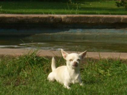 Chihuahua weibchen zum decken verzweifelt gesucht