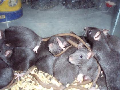 13 schwarze Rattenjunge abzugeben
