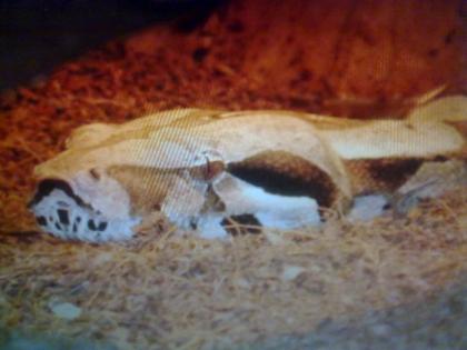 Boa constrictor imperator DNZ 2022