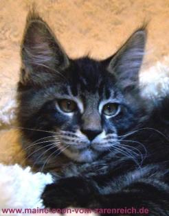 Maine Coon Babys.