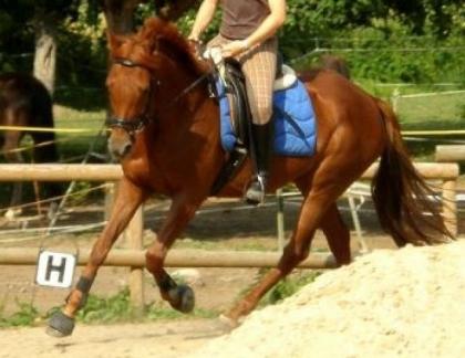 Biete Reitbeteiligung