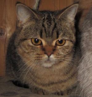 Katze kastriert black-tabby