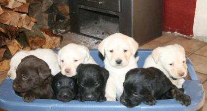 Labrador Welpen in blond schwarz und braun geboren am 11. 01. 2022