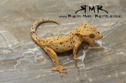 Leopardgeckos Kronengeckos und Orchidennmantis abzugeben