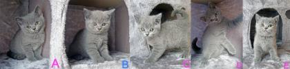 Zuckersüße Kartäuser Kitten