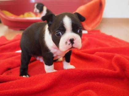Rüde mit Ahnentafel für Agility begabt