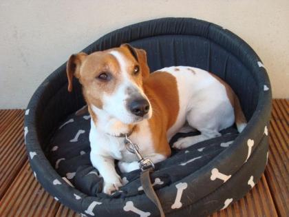 Jack Russel Terrier