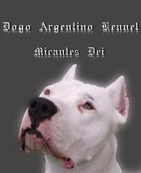 Suchen wir Dogo Argentino Dogo Alano/Canario Bullterier oder Cane Corso Platz vo