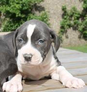 American Staffordshire Terrier Blau