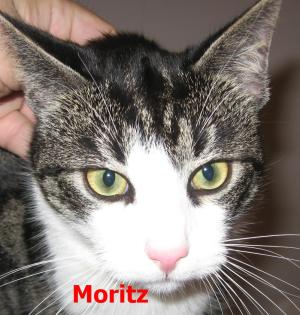 KATER VERMISST