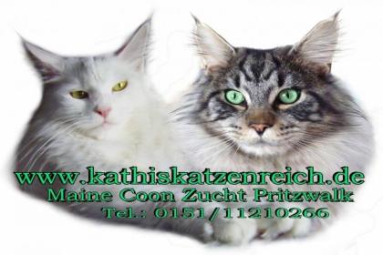 Maine Coon Rassekatzenzwinger vom wüsten Feld