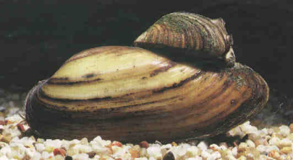 Teichmuscheln in verschiedenen Größen zu verkaufen