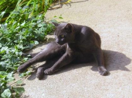 Grauer Kater vermisst