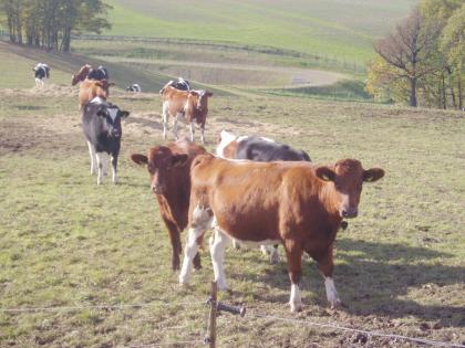 Helfen Sie mit Colostrum bekannt zu machen