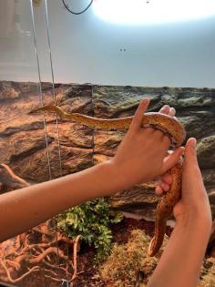 Kornnatter 2 Jahre alt mit großem Terrarium abzugeben