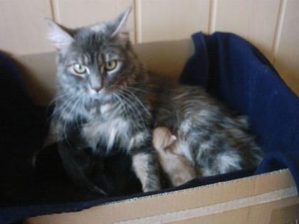 Maine Coon Kitten ab 31. 05. 08 zu vergeben