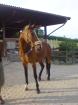 Biete Reitbeteiligung an gut ausgebildeter Warmblutstute in Lohmar