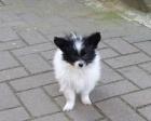Papillon Welpen 11 Wochen alt