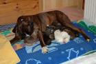 Agile und gesunde Boxerwelpen