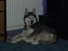 Knuddlhund im Wolfsformat
