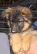 Australian Shepherd Hündin abzugeben