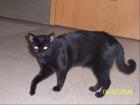 Wer hat meinen Kater gesehen