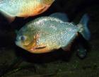 ROTE PIRANHAS