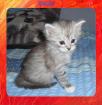 Maine Coon Kitten