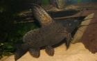 Synodontis eupterus / Schmuckflossen-Fiederbartwels