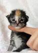 5 Coonies-Babys mit und ohne Silber suchen
