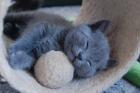 Reinrassige Chartreux Kartäuser Kitten