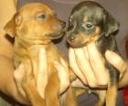 Zucker Süße Prager Rattler Welpen Kleiner wie Pinscher