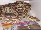 Acrantophis dumererili südliche Madagaskarboa