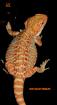 Farbbartagamen Multicolour Leatherbacks Hypos
