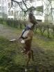 Ich suche eine American Staffordshire Terrier Hündin zum decken für meinen Rüden