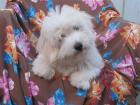 COTON DE TULEAR super süße Welpen zu verkaufen