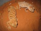 1 1 Nephrurus amyae zum Verkauf