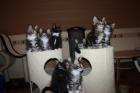 4 Bildhübsche Kitten