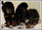 Sehr schöne und robuste Klein/Zwergpudelrüdenwelpen black-tan braun-tan
