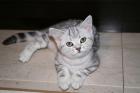 Zwei süße reinrassige Whiskas BKH Kätzchen abzugeben