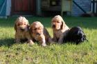 English-Cocker-Spaniel-Welpen abzugeben