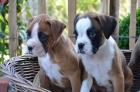 Süße Boxer-Welpen gestromt und gelb ab 06. 05. 13