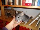 Kastriertes Chinchilla-Böckchen mit Käfig und sämtlichem Zubehör abzugeben