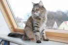 Wunderschönes Norwegermädchen sucht neue Dosenöffner