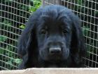Flat coated Retriever in schwarz abgabebereit