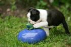 Wunderschöner Boston Terrier Rüde / mit Papieren