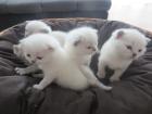 BKH-Kitten reinrassig weibchen und männchen