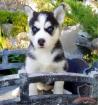 Siberian Husky Welpen mit VDH/FCI Papieren